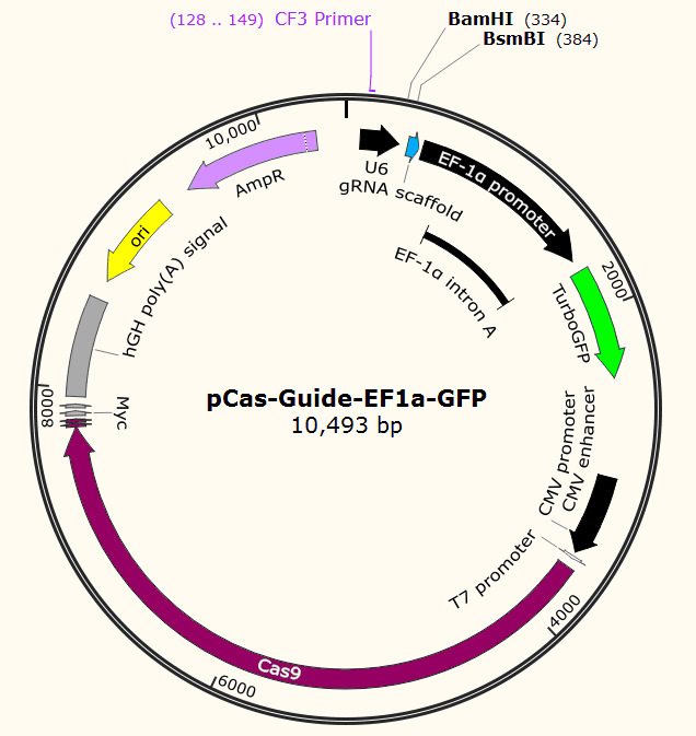 pCas-Guide-EF1a-GFP载体图谱